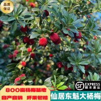 浙江仙居东魁新鲜杨梅鲜果当季水果现摘现发顺丰冷链颗粒礼品   1箱