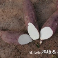 雄县特产 沙地白薯SL-19 商薯口感甘甜淀粉含量高 红皮白薯    2吨