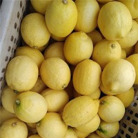 批发土柠檬安岳柠檬水果新鲜水果尤力克柠檬皮薄多汁一件代发   2斤