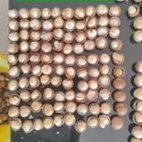新货夏威夷果批发澳洲夏果仁白大颗粒奶油味夏威夷果箱装袋装跨境    10斤