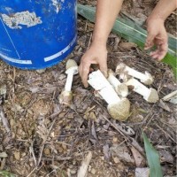 竹荪短帽500g饭店火锅煲汤竹笙竹菌四川高山青川农家新鲜干货菌菇   1件