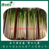 《盒装捆装》 大葱批发 无公害章丘大葱 山东章丘大葱批发   1件