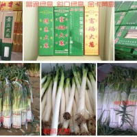 《礼盒装捆装》 章丘大葱 绿色阳光 批发采购 无公害 原产地   1件