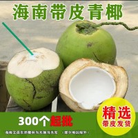 椰青海南椰子4-6斤果新鲜现摘文昌厂家直发300个起批椰子蛋不包邮   300件
