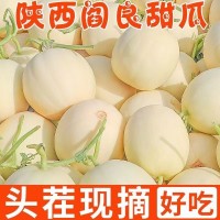 【现摘-现发】新鲜应季阎良甜瓜甜蜜瓜脆瓜香瓜当季水果整箱批发  1斤