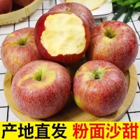 2025年陕西秦冠苹果粉面沙甜新鲜水果当季可脆可粉糯一件代发   1箱