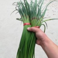 2026年金乡大蒜、蒜薹。冷库，黄洋葱，红蒜白蒜云南紫皮独头蒜   100吨