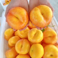 陕西彩虹油蟠桃 露天油桃现摘奶油毛桃子新鲜水果当季扁桃5斤蜜桃   1斤