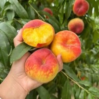 陕西彩虹黄金蟠桃新鲜采摘脆甜多汁5斤孕妇水果酸甜整箱黄金蜜桃   1斤
