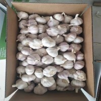 大蒜紫皮干蒜 纯白蒜调味配料生鲜garlic出售至南美洲非洲   1吨
