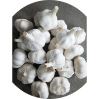 出口大蒜多种规格包装基地产地直发保鲜大蒜加工邳州蒜头   10吨