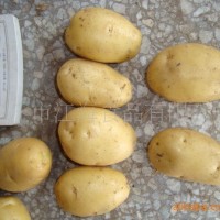 山东黄心土豆马铃薯   2吨