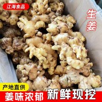 批发新鲜姜生姜风干姜有机生姜老姜干姜大黄姜安丘原产地厂家直供   20吨