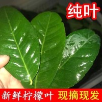 香水柠檬叶冬阴功泰式料理 东南亚餐厅食用新鲜散装绿叶商用无籽   2盒