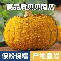 正宗潍坊贝贝南瓜板栗味贝贝小南瓜新鲜果蔬老瓜粉糯甜农家包粉   1件