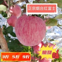 正宗烟台红富士苹果条纹片红3斤5斤9斤包邮栖霞烟台红富士礼盒    1箱
