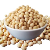 当季新货本地黄豆大量现货农家自产可做豆腐豆浆可发芽一件代发