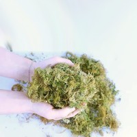 干水苔兰花种植基质蝴蝶兰石斛兰育苗土透气保水大包装批发绿植