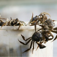 顺丰包邮全母蟹大闸蟹螃蟹鲜活2两-2.5两河蟹6只养殖基地直发 2盒