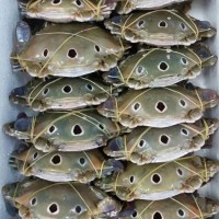 冻品螃蟹冻三点蟹本地三目蟹全规格冻蟹水产海鲜冷冻批货商用野生 10件
