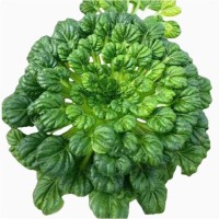 四季蔬菜种子南北方农家阳台盆栽种菜香菜生菜秋冬种植蔬菜籽大全