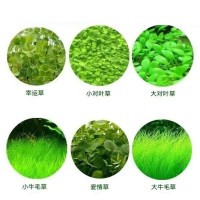 批发 鱼缸水族箱前景速成 水草种子 迷你对叶草 牛毛草 幸运草