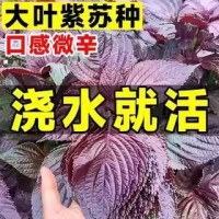 紫苏种子可食用双面红紫苏大叶紫苏种子四季耐热阳台盆栽蔬菜种子
