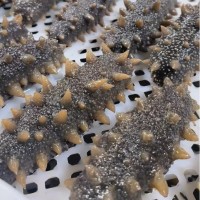 鲜食即食海参电商直供大连一件代发辽刺参冷冻锁鲜辽参 2盒