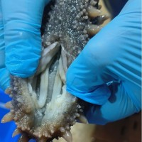 源头工厂直供即食海参深海辽刺参一件代发大连熟Q弹锁鲜大连海参