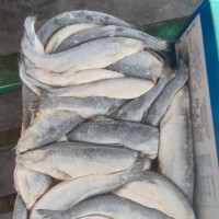 冷冻青鱼速冻太平洋鲱鱼现货18KG装批发冻鱼冻品深海鱼俄罗斯鲱鱼 500千克