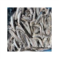 海洋捕捞新鲜速冻多春鱼整鱼冷冻海鲜海产品猫粮冻品鱼子野生小鱼 500千克