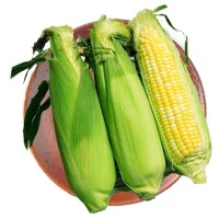 云南水果玉米5斤9斤包邮当季新鲜脆甜玉米棒牛奶包谷甜玉米整箱