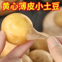 湖北蔬菜新鲜恩施小土豆黄皮黄心土豆农家自种马铃薯洋芋薄皮小鲜