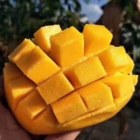 正宗四川攀枝花凯特芒果大芒果孕妇水果新鲜整箱当季应季现摘